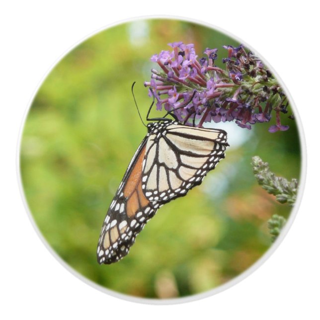 Monarch Butterfly vid Lila Butterfly Bush Knopp (Framsidan)