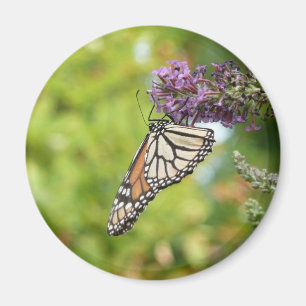 Monarch Butterfly vid Lila Butterfly Bush Magnet