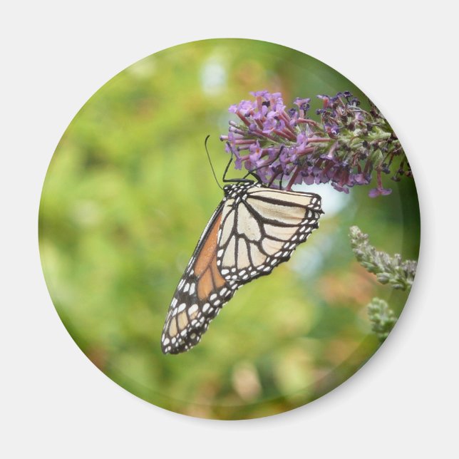 Monarch Butterfly vid Lila Butterfly Bush Magnet (Framsidan)