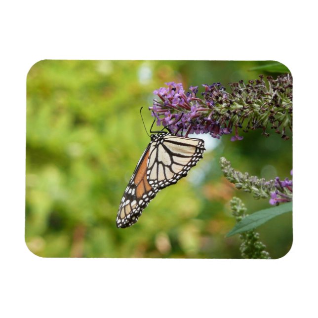 Monarch Butterfly vid Lila Butterfly Bush Magnet (Horisontell)