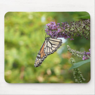 Monarch Butterfly vid Lila Butterfly Bush Musmatta