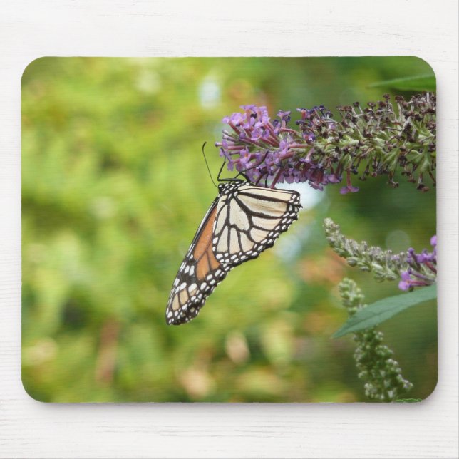 Monarch Butterfly vid Lila Butterfly Bush Musmatta (Framsidan)