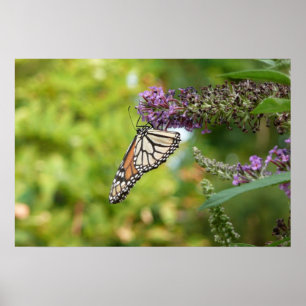 Monarch Butterfly vid Lila Butterfly Bush Poster