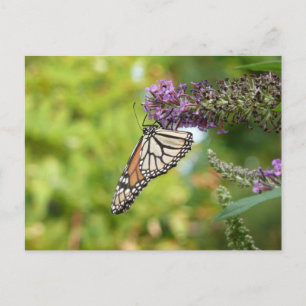Monarch Butterfly vid Lila Butterfly Bush Vykort