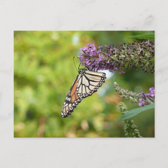 Monarch Butterfly vid Lila Butterfly Bush Vykort (Framsida)