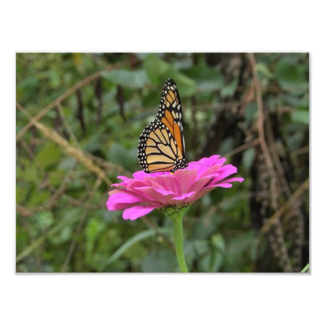 Monarch Butterfly vid Söt Rosa Zinnia Flower Fototryck (Framsidan)