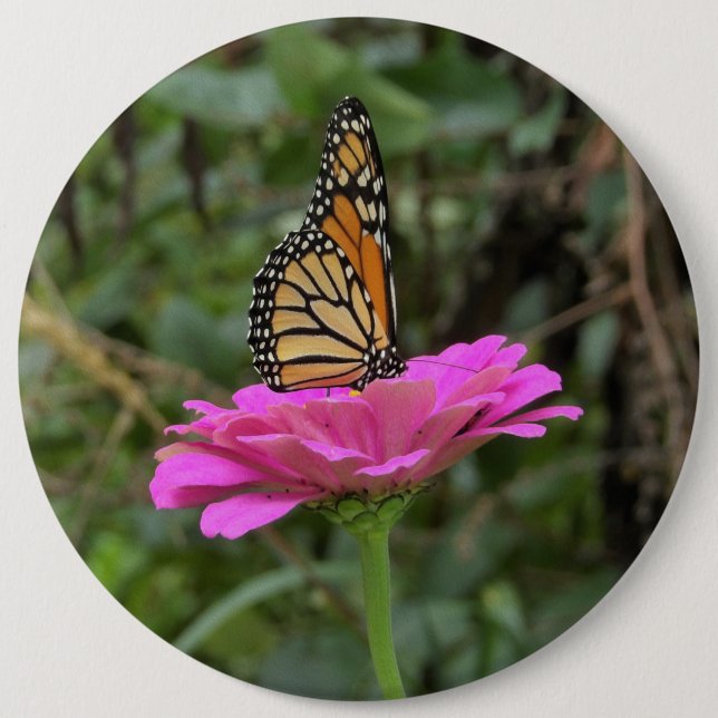 Monarch Butterfly vid Söt Rosa Zinnia Flower Knapp (Framsida)