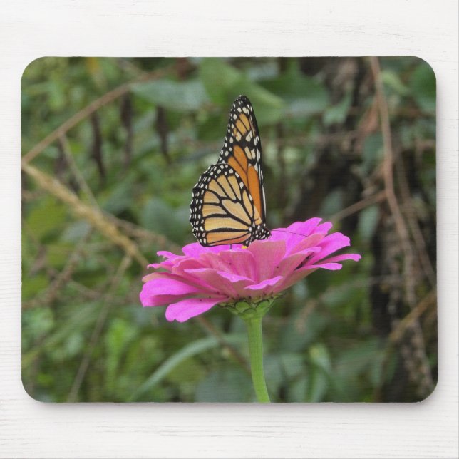 Monarch Butterfly vid Söt Rosa Zinnia Flower Musmatta (Framsidan)
