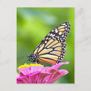 Monarch Butterfly Vykort