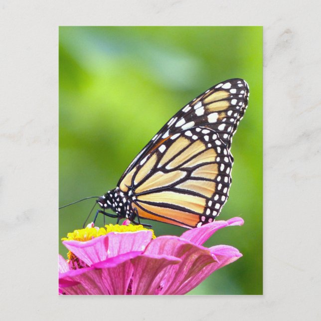 Monarch Butterfly Vykort (Framsida)