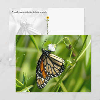 Monarch Butterfly - vykort