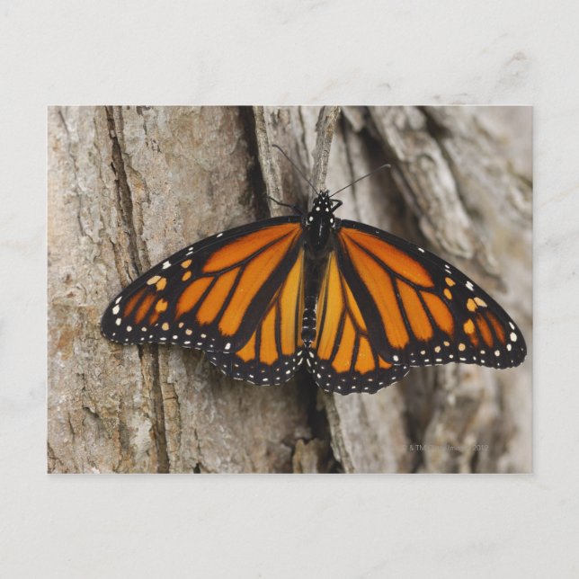 Monarch Butterfly Vykort (Framsida)
