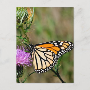 Monarch Butterfly Vykort