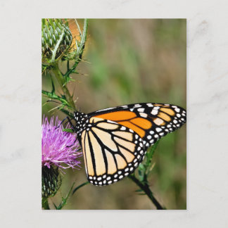 Monarch Butterfly Vykort