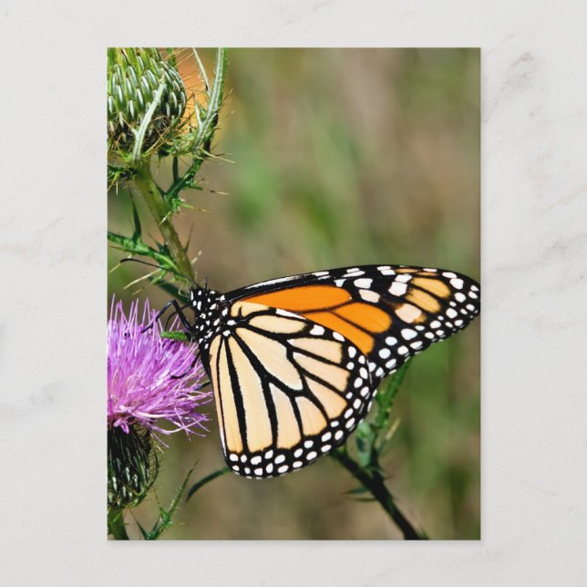 Monarch Butterfly Vykort (Framsida)