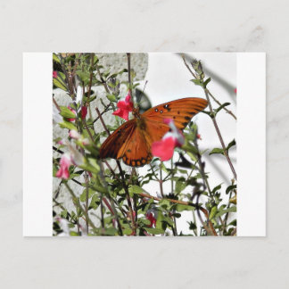 Monarch Butterfly Vykort