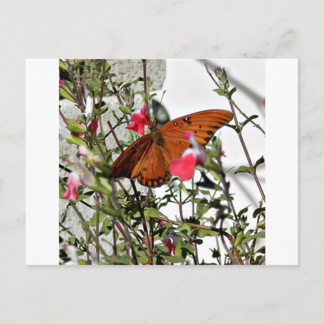 Monarch Butterfly Vykort (Framsida)