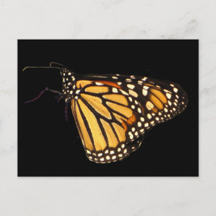 Monarch Butterfly Vykort