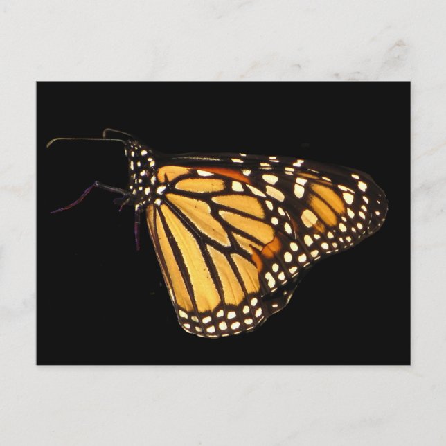 Monarch Butterfly Vykort (Framsida)