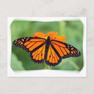 Monarch Butterfly Vykort