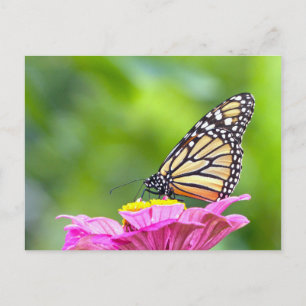Monarch Butterfly Vykort