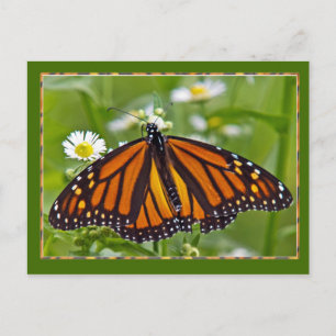 Monarch Butterfly Vykort