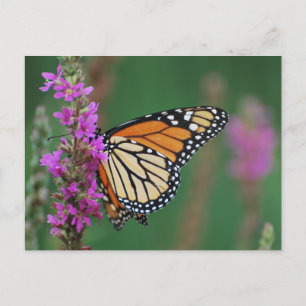 Monarch Butterfly Vykort