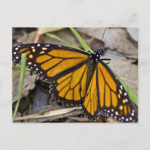 Monarch Butterfly Vykort