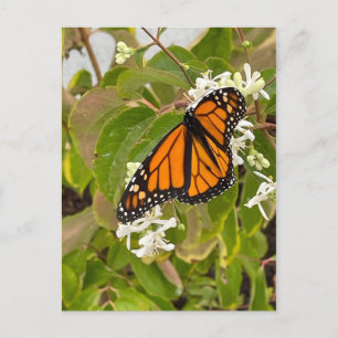 Monarch Butterfly Vykort