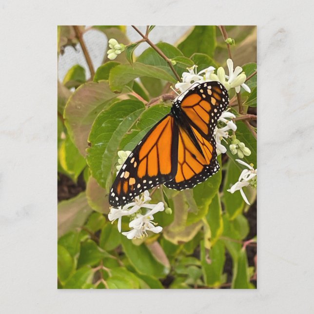 Monarch Butterfly Vykort (Framsida)