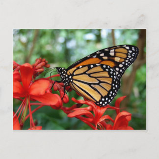 Monarch Butterfly Vykort
