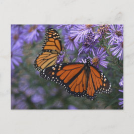 Monarch Butterfly Vykort