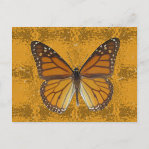 Monarch Butterfly Vykort