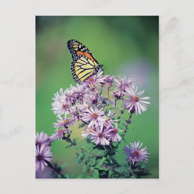 Monarch Butterfly Vykort (Framsida)