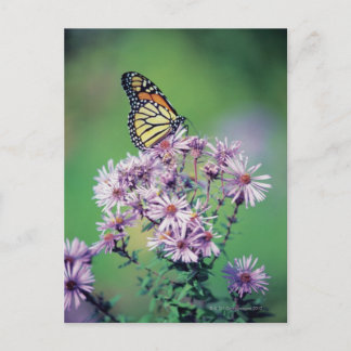 Monarch Butterfly Vykort