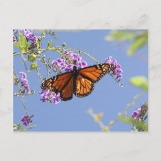 Monarch Butterfly Vykort