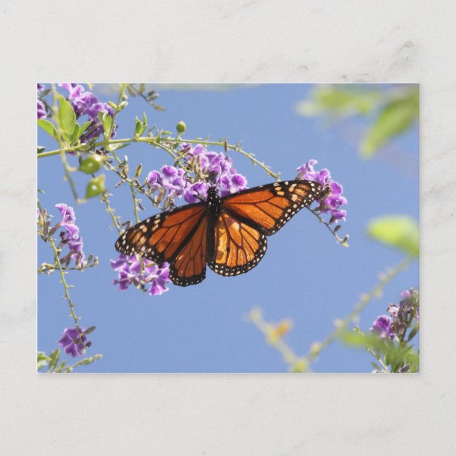 Monarch Butterfly Vykort (Framsida)
