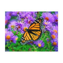 Monarch Butterfly-vykort