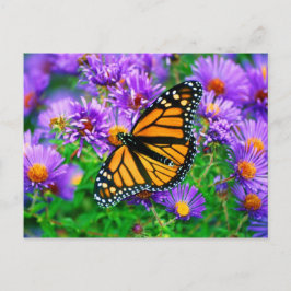Monarch Butterfly-vykort Vykort