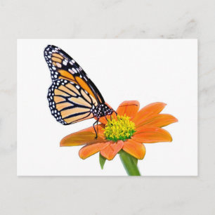 Monarch Butterfly-vykort Vykort