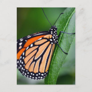 Monarch Butterfly-vykort Vykort