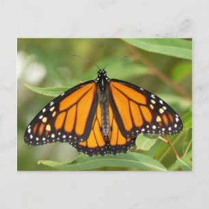 Monarch Butterfly-vykort. Vykort