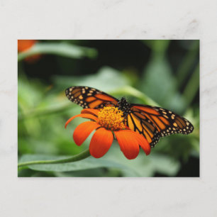 Monarch Butterfly-vykort Vykort