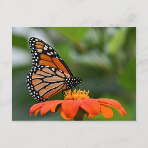 Monarch Butterfly-vykort Vykort