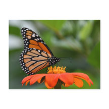 Monarch Butterfly-vykort