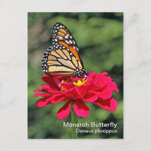 Monarch Butterfly-vykort Vykort