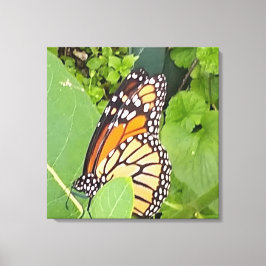 Monarch Butterfly Wrapped Canvas