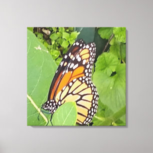 Monarch Butterfly Wrapped Canvas