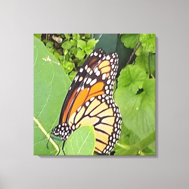Monarch Butterfly Wrapped Canvas (Framsida)