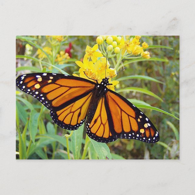 Monarch-butterfy - vykort (Framsida)